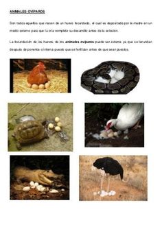 an image of animals and birds in spanish