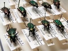 several green bugs sitting on top of white tags with numbers attached to the back of them