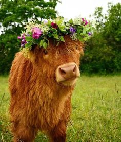 a brown cow with flowers on its head standing in the grass