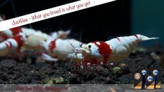 some very cute little shrimps in the water with a caption that says just be - what you break is what you get