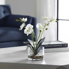 an orchid plant in a glass vase on a coffee table next to a blue couch