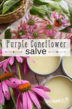 The oil and salve made from the leaves and flowers of purple coneflower (Echinacea pupurea) is super simple to make and useful to keep on hand for treating wounds, stings, bug bites and chapped irritated skin. Herbal Flowers Drawing, Daisy Salve, Echinacea Salve, Appalachian Folklore, How To Make Purple, Herbal Health, Purple Coneflower, Salve Recipes, Herbal Salves