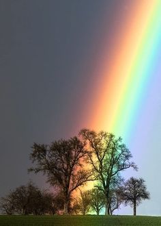 a rainbow shines brightly in the sky above some trees and green grass on a cloudy day