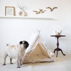 a small pug dog standing in front of a teepee tent on the floor