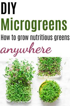 the cover of diy microgreens how to grow nutritious greens anywhere