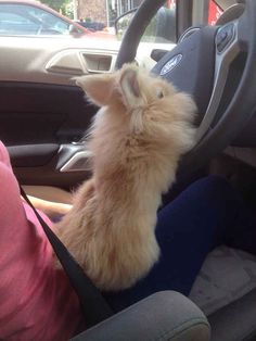 a small dog sitting in the driver's seat of a car looking at something