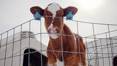 a brown and white cow standing behind a fenced in area next to a dog house