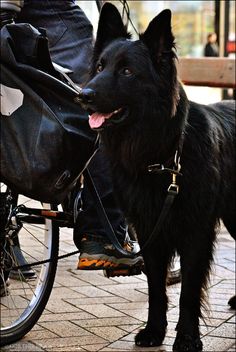 a black dog standing next to a person on a bike with its tongue hanging out