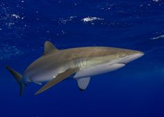 a large white shark swimming in the ocean