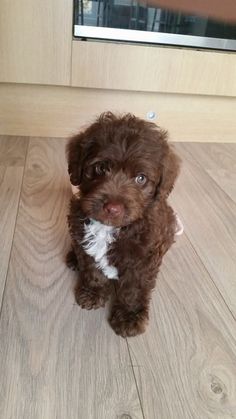 puppy cute dog Brown Mini Goldendoodle, Mini Goldendoodle Aesthetic, Toy Poodle Puppies Black, Brown Goldendoodle, Puppy Aesthetic, Sleepover Snacks, Goldendoodle Puppies, Dog Mommy