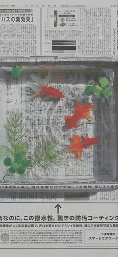 two goldfish in a newspaper with green plants