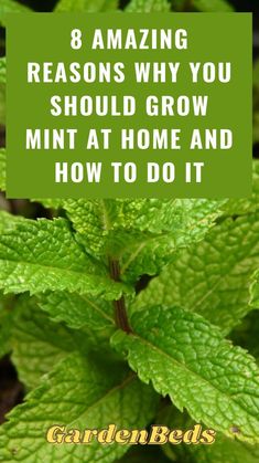 green leaves with the words 8 amazing reasons why you should grow mint at home and how to do it