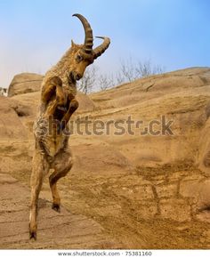 a ram standing on its hind legs in front of some rocks and dirt, with it's head up