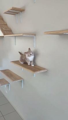 a cat sitting on top of a wooden shelf next to a wall with shelving