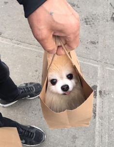 a person holding a brown paper bag with a small dog in it