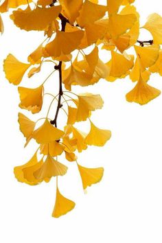 yellow flowers are hanging from a tree branch with white sky in the backround