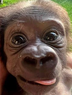 a close up of a baby gorilla's face with grass in the back ground