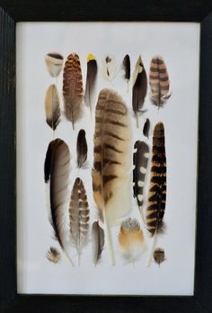 a black frame holds an assortment of feathers