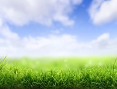 green grass with blue sky and clouds in the background