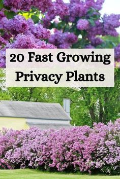 purple lilacs in front of a yellow house with the words 20 fast growing privacy plants