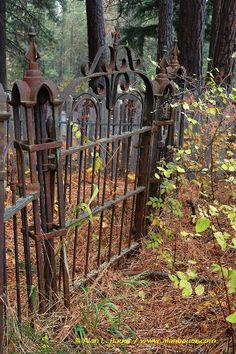 an old iron fence surrounded by trees in the woods