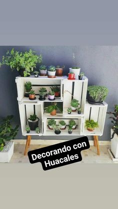 several different types of plants on shelves