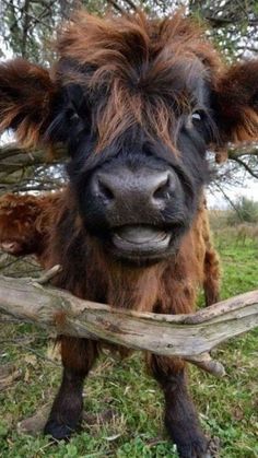 a brown and black cow standing on top of a lush green field next to a wooden stick