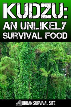 the cover of kudzu an unlikely survival food by urban survival site