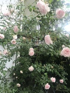 pink roses growing on the side of a building