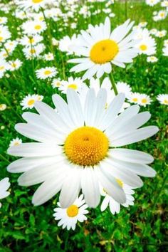 many white and yellow flowers in the grass