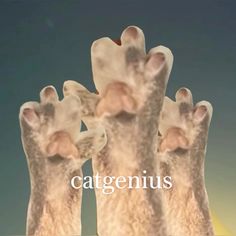 three white hands with the words catgenius above them