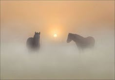 two horses standing in the fog at sunset