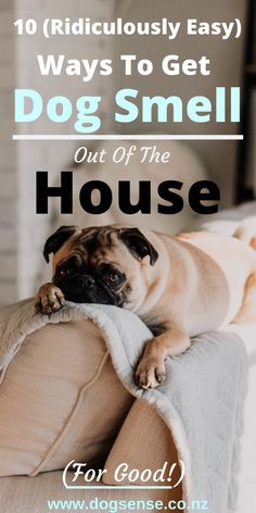 a pug laying on top of a couch with the words 10 ridiculous easy ways to get dog smell out of the house