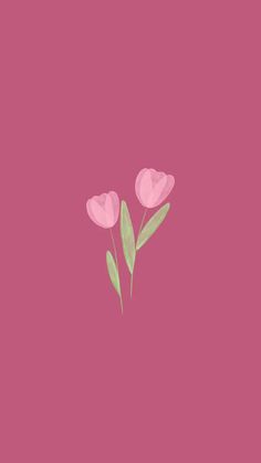 three pink tulips with green leaves on a dark pink background, minimalistic