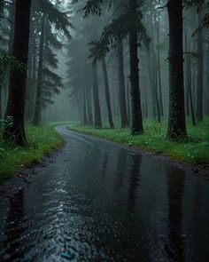 a wet road in the middle of a forest