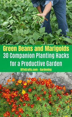 the cover of green beans and margiods 30 companion planting hacks for a protective garden