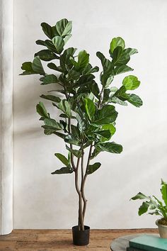 a potted plant sitting on top of a wooden table