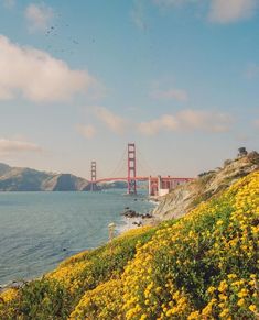 the golden gate bridge is in the distance with wildflowers on the foreground