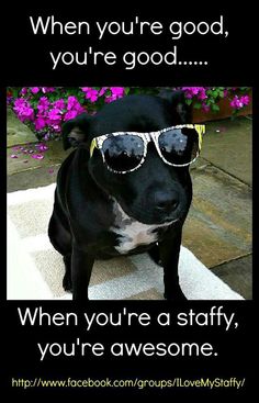 a black dog wearing sunglasses sitting on top of a rug