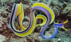 a colorful sea slug sitting on top of a coral