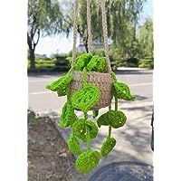 a green plant hanging from the side of a street