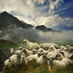 a herd of sheep standing on top of a lush green field next to a mountain