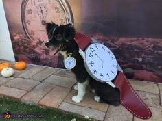 a dog with a clock on it's collar sitting in front of a wall