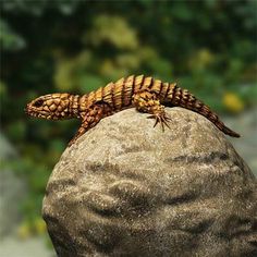 a lizard sitting on top of a rock