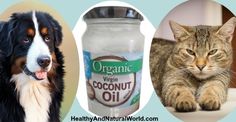 there are three different pictures with dogs and cats in the middle one has an organic virgin coconut oil