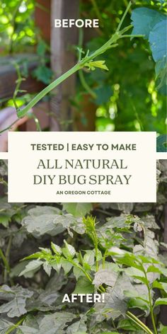 the before and after photos of an all natural diy bug spray