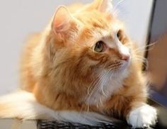 an orange and white cat laying on top of a laptop computer keyboard with its paw resting on the keyboard