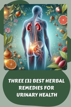 Herbal Remedies for urinary health. How to maintain a Healthy Urinary System: A Comprehensive Guide to Urinary Tract Support with Natural Herbs Foods Good For Kidneys, Food For Kidney Health, Easy Labor, Urinary System, Urinary Health, Seo For Beginners, Energy Healing Spirituality