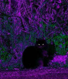 a black cat sitting on the ground in front of some bushes and purple light at night