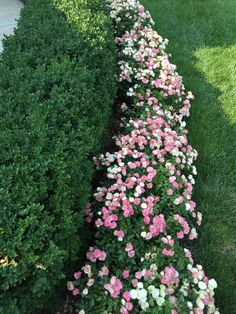 pink and white flowers are growing on the side of a green hedge in front of a house